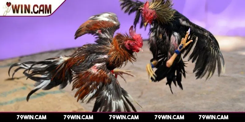 Tìm hiểu sơ lược game đá gà 79Win