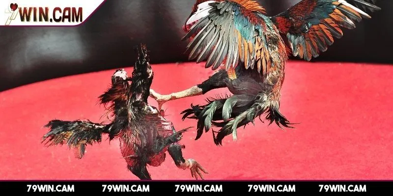 Điểm nổi bật giúp đá gà 79Win hút lượt tham gia